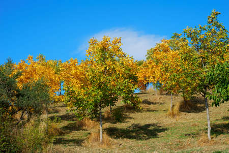 Yellow wallnut trees in autumnの写真素材