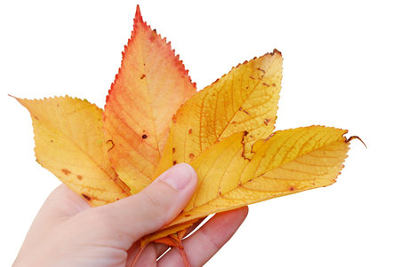 Poker of yellow autumn cherry leaves on white background