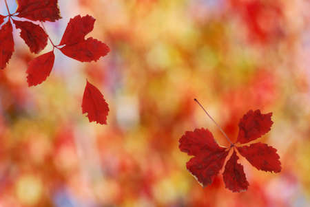 Shallow focus on bright red falling leavesの写真素材