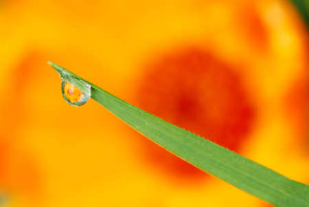 Flower reflection inside a rain dropの写真素材