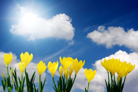 Bright yellow crocus and beautiful sunny skyの写真素材
