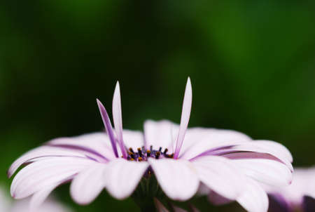 Lateral view of pale pink Cineraria flowerの写真素材