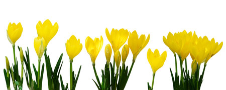 Bright yellow crocus in a line over white backgroundの写真素材