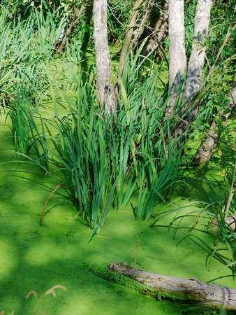 Green water plants among tree trunks in woodlandの写真素材