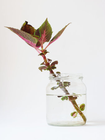 Growth of new life conceptの写真素材