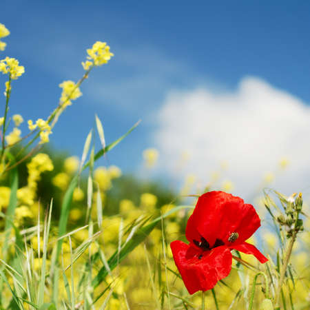 Red poppy with little bug and yellow rape flowersの写真素材