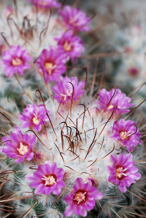 Bright pink Mammillaria bombycina flowers
