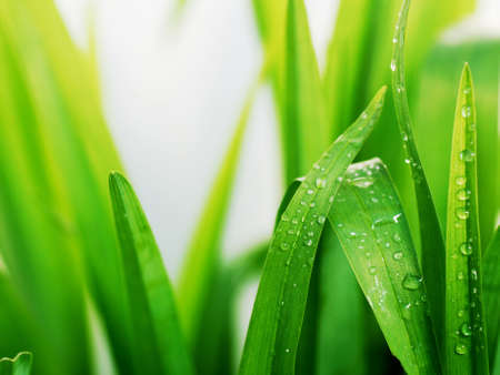Fresh green grass leaves with dew dropsの写真素材