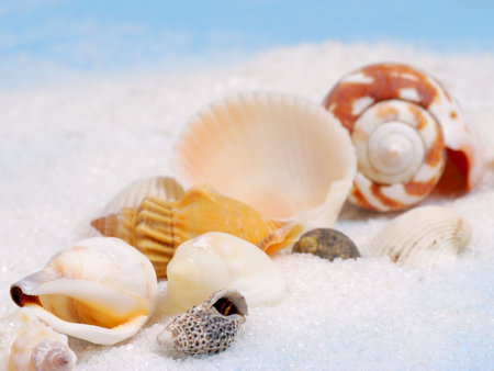 Shallow focus on diagonal line of little seashells and white sand