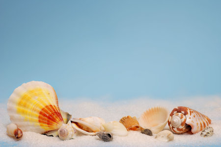 Group of colorful seashells in a line on white sand
