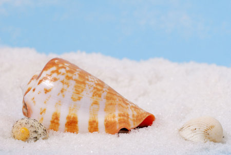 Sea shells on white beach with blue backgroundの写真素材
