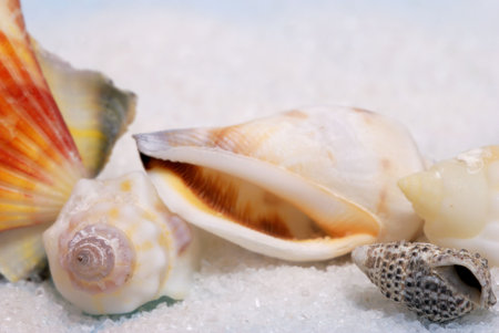 Closeup view of seashells and white sand