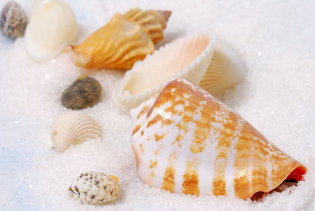 Group of colorful seashells on white sand and pale blue backgroundの写真素材