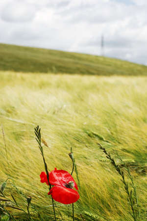 Red poppys in a golden wheat fieldの写真素材