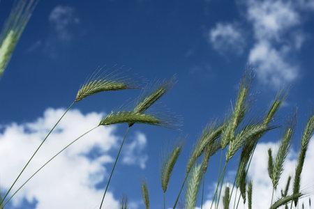 Wheat stems standing up against blue sky
