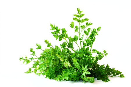 Ecology concept, green plant on white background