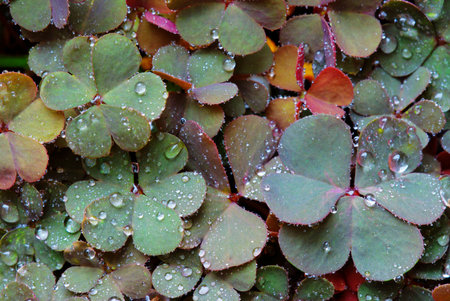 Fresh colorful wet leaves background
