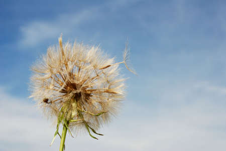 Milkweed seed stem and skyscapeの写真素材