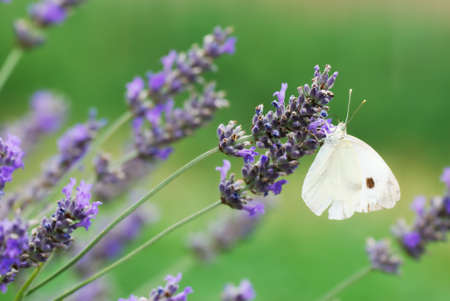 Small white butterfly on lavander flowersの写真素材
