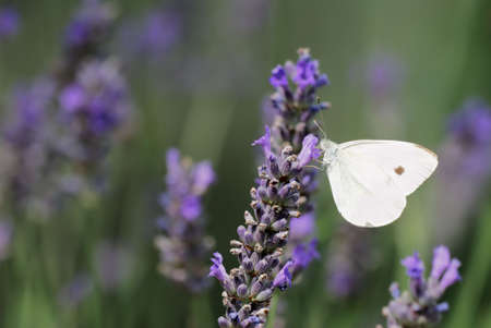 Group of lavender flowers with Pieris rapae butterflyの写真素材