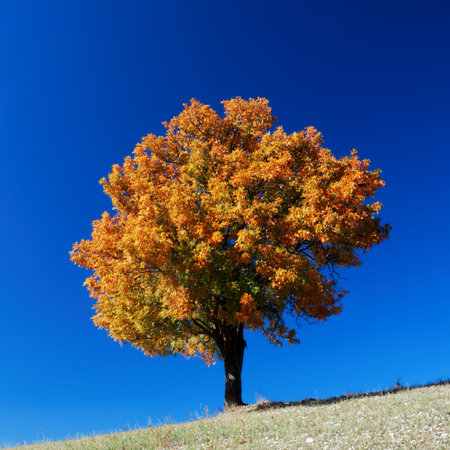 Tree in bright fall colors under clear blue skyの写真素材