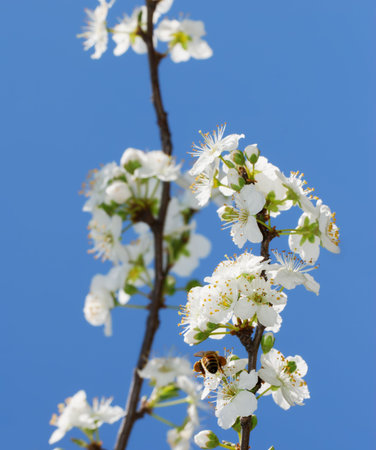 Apis mellifera on white pear blossomの写真素材