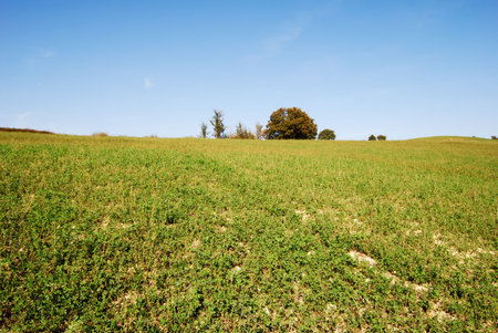 Large green cultivated field under blue sky