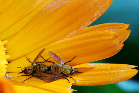 Pair of bugs on a bright orange calendula flowerの写真素材