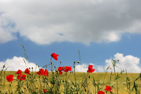 Red poppies on the edge of a golden field