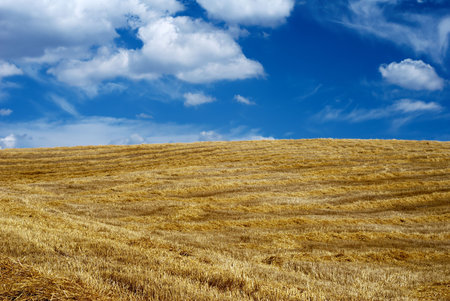 Empty golden field after harvest with moody blue sky (selective focus on stems in foreground)