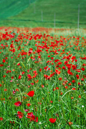 Field of red poppies (selective focus on foreground)の写真素材