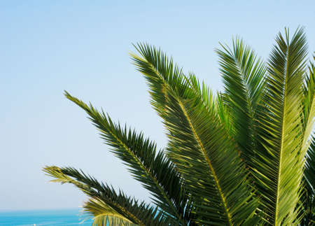 Green palm tree leaves with blue sky and turquoise seaの写真素材