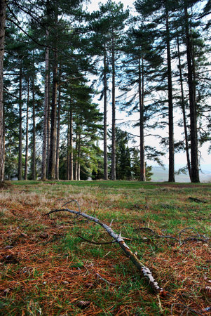 Group of large pine trees in the evening sunlightの写真素材