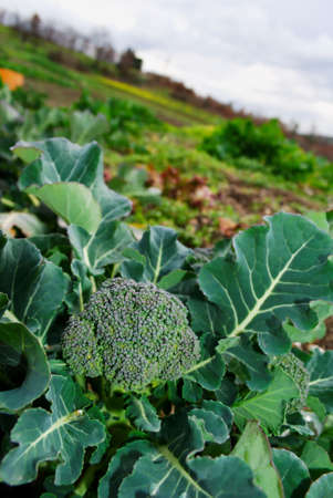 Large broccoli plant cultivated in the gardenの写真素材