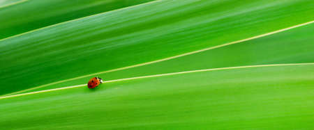 Little red spotted Ladybird on bright green leavesの写真素材