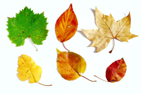 Variety of different shapes and colors in autumn leaves photographed on white backgroundの写真素材