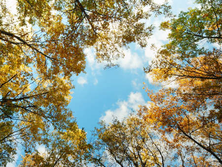 Looking up at a golden oak tree tops in autumnの写真素材