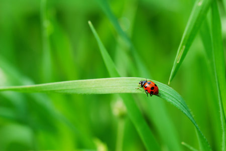 Red spotted Ladybird on green blade of grass (selective focus on ladybird back)