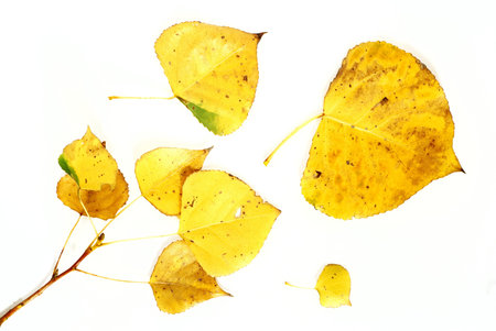 Little branch and yellow leaves photographed on white backgroundの写真素材