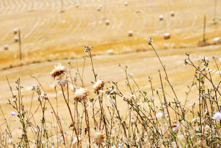 Dry golden thistle plantsの写真素材