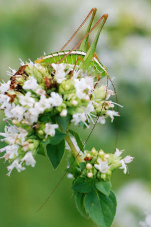 Large green Cave Cricket on oregano flowersの写真素材
