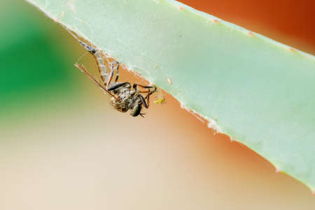 Predator insect on plant stemの写真素材