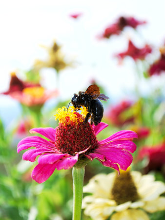 Large black European Carpenter Bee on bright Zinnia flowers with white background