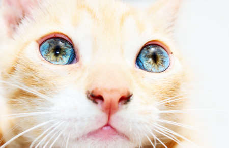 Detail of ginger kitten face with bright blue eyes (high-key image)の写真素材