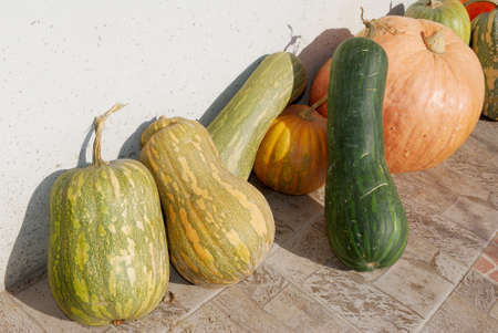 Different shape and color gourds in a row in the sunlightの写真素材