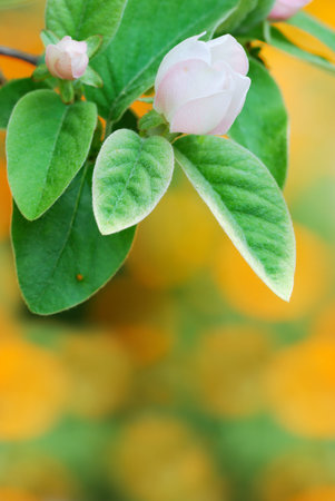 White quince flower over colorful background (selective focus on petals)の写真素材