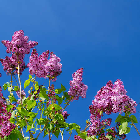 Lilac tree branches with new green leaves and purple blossom against blue skyの写真素材