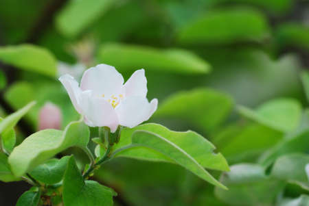 Springtime white quince blossom over green background (selective focus on stem and pistils)の写真素材