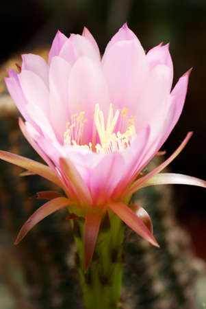 Large pink Echinocereus cactus flower (opens at night and lasts only until morning)の写真素材