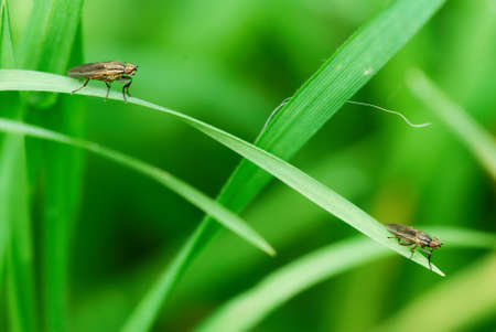 Two flies sitting on the single blade of grassの写真素材